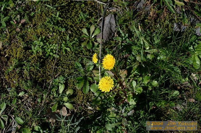 dscf0259.jpg