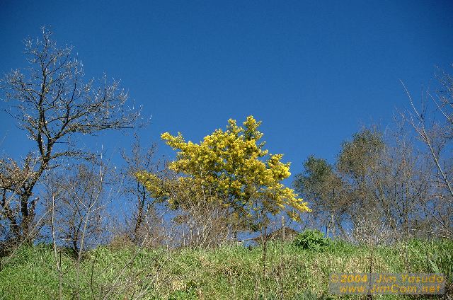 dscf0278.jpg
