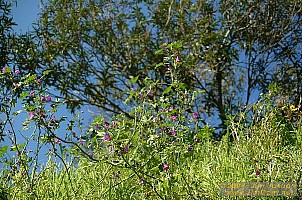 dscf0138.jpg