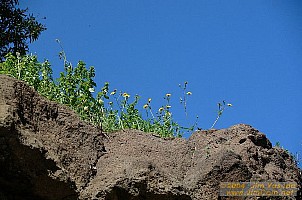 dscf0139.jpg