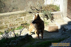 dscf0240.jpg