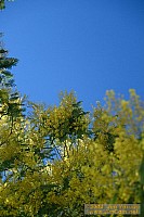dscf0250.jpg