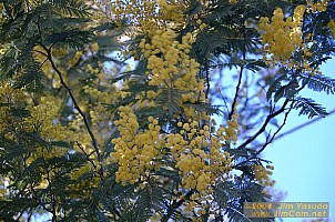 dscf0254.jpg