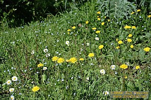 dscf0282.jpg