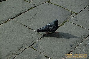 dscf1312.jpg