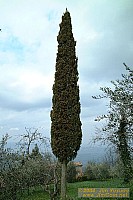 dscf1570.jpg