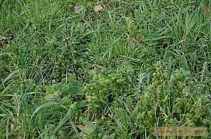 dscf1572.jpg
