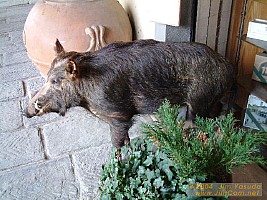 dscf0148.jpg